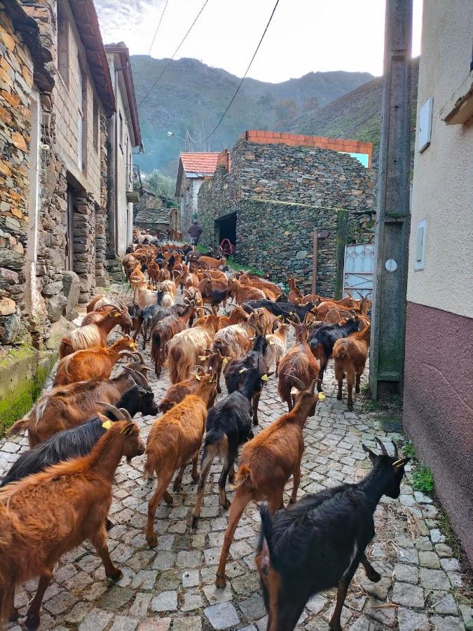 فيلا Covas do Monteفي Casa Do Avo Ze المظهر الخارجي الصورة